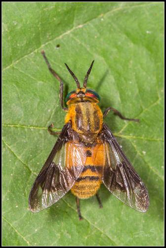 Chrysops viduatus