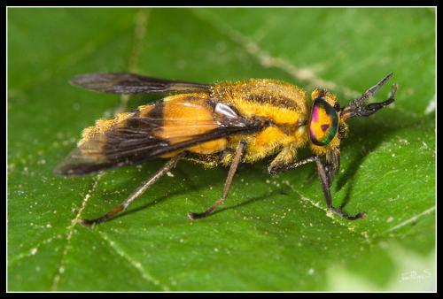 Chrysops viduatus