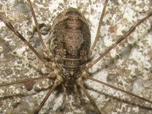 Réf. 105 307 : Opilio parietinus