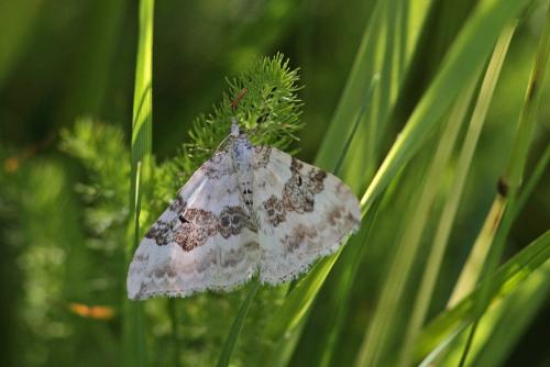 Réf. 105 327 : Xanthorhoe montanata