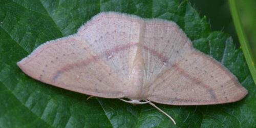 Réf. 105 360 : Cyclophora linearia