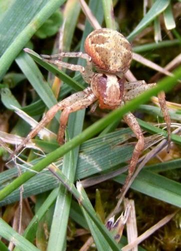 Réf. 105 802 : Xysticus lanio