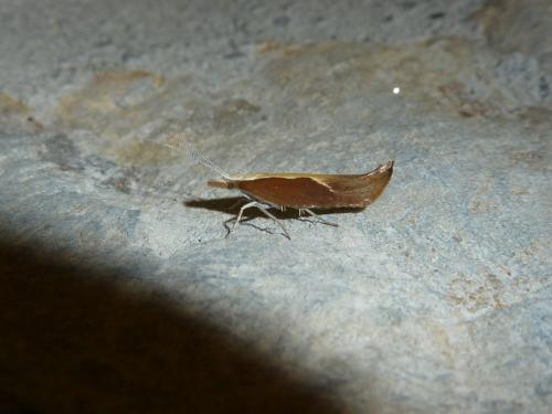 Ypsolopha dentella