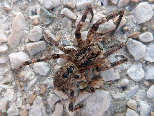 Réf. 105 225 : Zoropsis spinimana