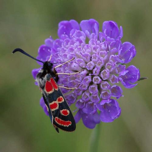 Zygaena carniolica