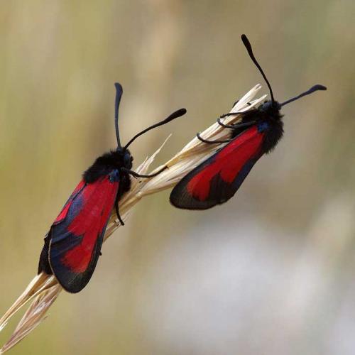 Réf. 105 184 : Zygaena erythrus
