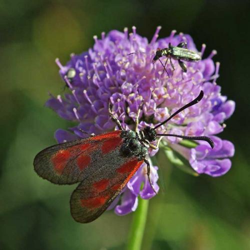 Zygaena loti