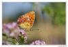 105876 – Photo : Denis Girard – France (74)