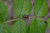 105050 – Photo : Andgelo Mombert – France (25)