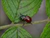105051 – Photo : Andgelo Mombert – France (25)