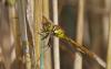 105987 – Photo : Didier Houbrechts – Belgique