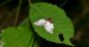 105617 – Photo : Homo sapiens – France (16)