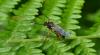 105013 – Photo : Homo sapiens – France (16)
