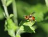 105928 – Photo : Pierre Tillier – France (81)