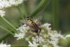 105868 – Photo : Michel Renou – France (91)