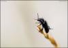 105029 – Photo : patrick derennes – France (05)