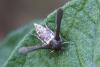 105898 – Photo : Rouché Michel – France (30)