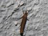 105278 – Photo : alain Roujas – France (31)