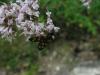 105686 – Photo : Daniel INGREMEAU – France (36)