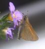 105476 – Photo : David Guedon – France (76)