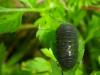 Armadillidium vulgare