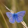 105450 – Photo : Bernard DELEFOSSE – France (84)