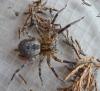 Zoropsis spinimana