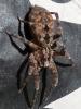 Zoropsis spinimana