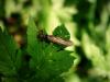 105922 – Photo : P.marle – France (01)