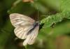 105797 – Photo : Pierre SENGEZ – France (73)