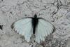 105799 – Photo : Pierre SENGEZ – France (73)