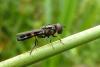 105441 – Photo : Patrick Le Mao – France (35)