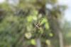 105989 – Photo : Anonyme – Guadeloupe
