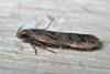 105471 – Photo : Christophe Quintin – France (21)