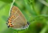 105334 – Photo : Pierre SENGEZ – France (60)