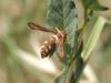 105870 – Photo : Luc Dietrich – France (13)