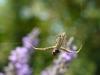 105407 – Photo : Franck Buron – France (49)