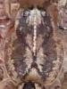Zoropsis spinimana