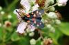 105364 – Photo : Sylvie Berthe – France (28)