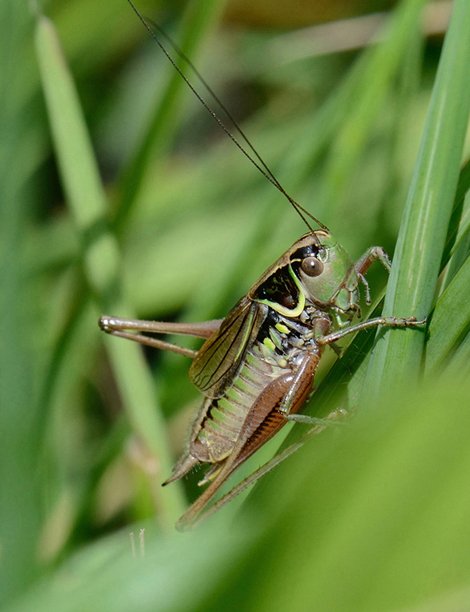 gyps - Roeseliana roeselii - réf. 105150 (470 x 612 pixels, 43 ko)