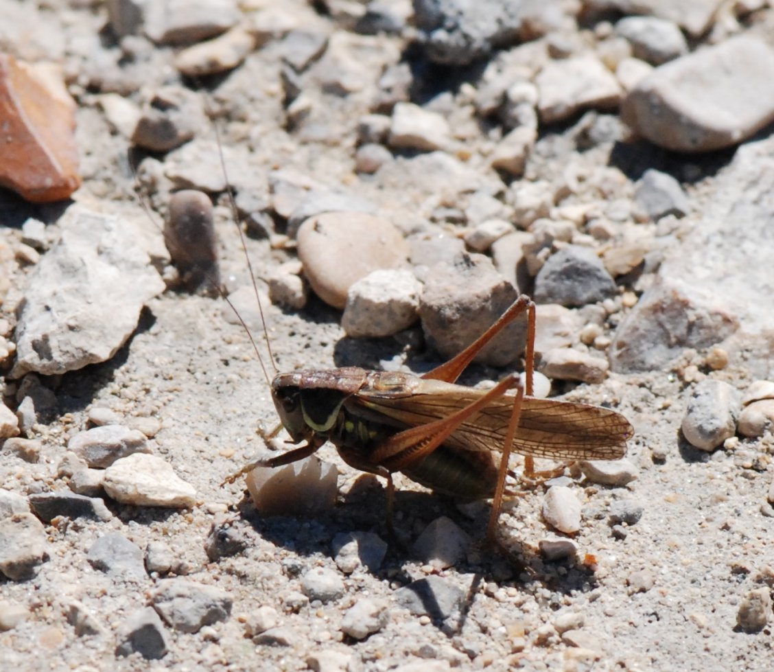 Patrick Decreus - Roeseliana roeselii - réf. 105927 (1128 x 979 pixels, 205 ko)