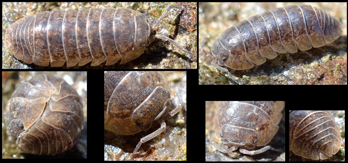 P.baud - Armadillidium sp. - réf. 105187 (1200 x 562 pixels, 201 ko)