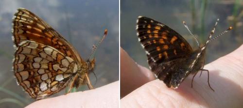 Melitaea diamina