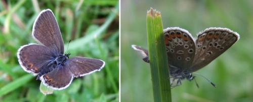 Réf. 106 211 : Plebejus sp.