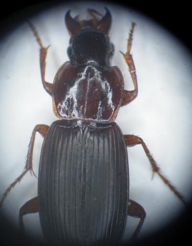 Réf. 106 658 : Platyderus depressus