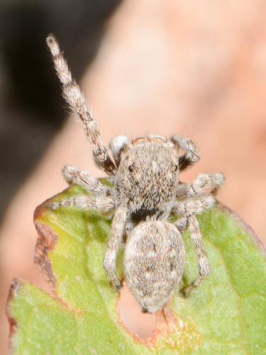Réf. 106 463 : Attulus distinguendus