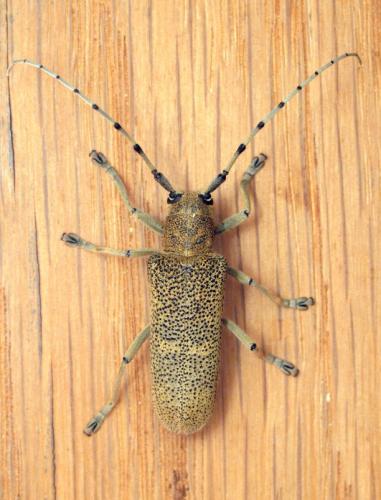 Réf. 106 002 : Saperda carcharias