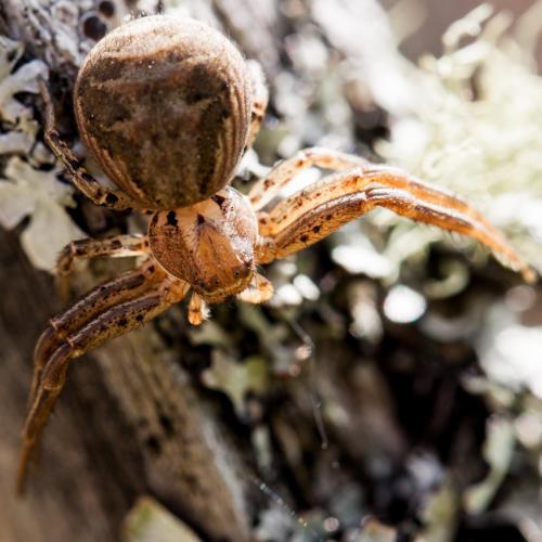 Xysticus sp.