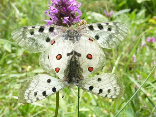 Réf. 106 206 : Parnassius apollo