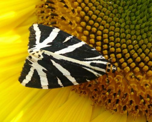 Réf. 106 659 : Euplagia quadripunctaria